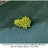 pieris brassicae ovum